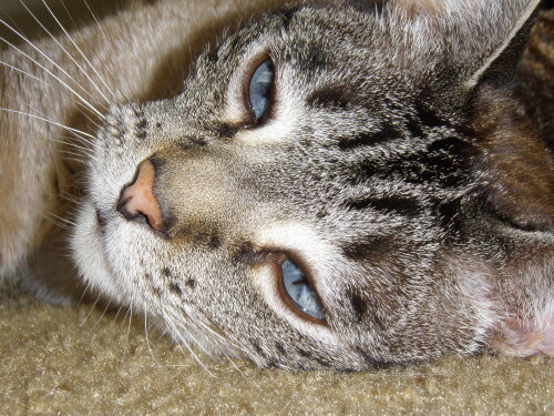 cats2 1298