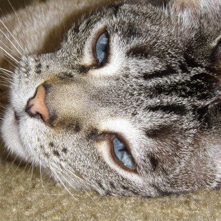 cats2_1298