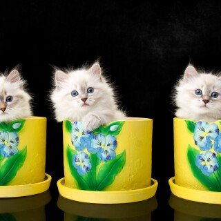 cats2_1303