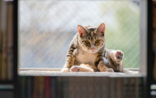 cats2 1306