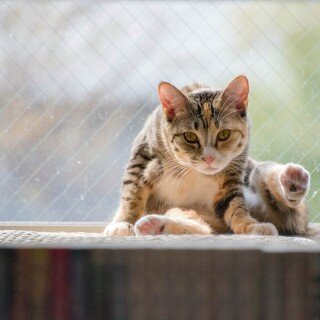 cats2_1306