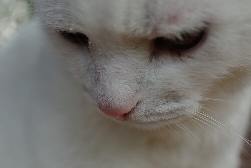 cats2 1311