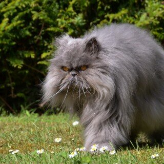 cats2_1313