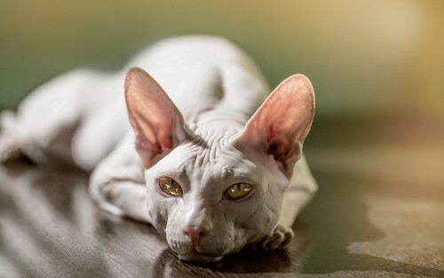 cats2 1314