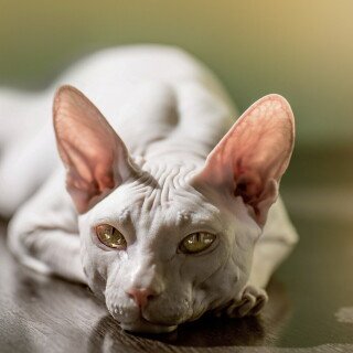 cats2_1314