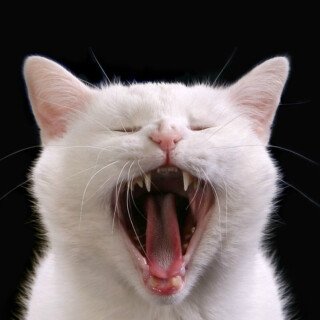 cats2_1319