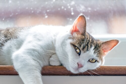 cats2 1320
