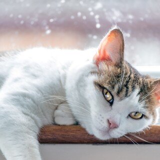 cats2_1320