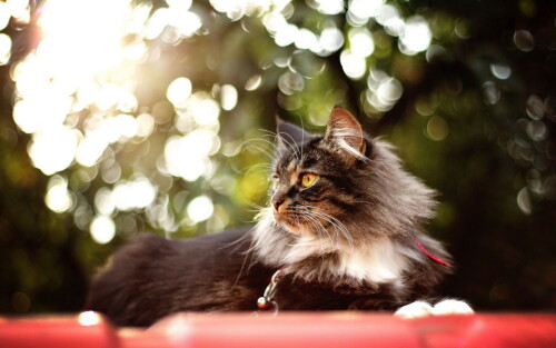 cats2 1322