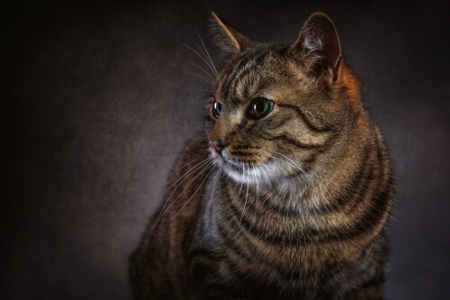 cats2 1326