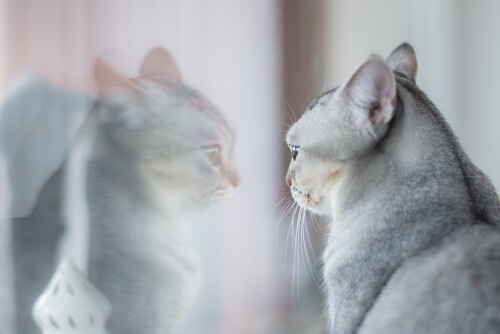 cats2 1327