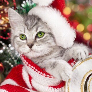 cats2_1328