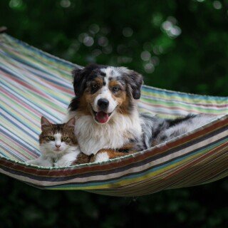cats2_1336