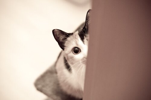 cats2 1339
