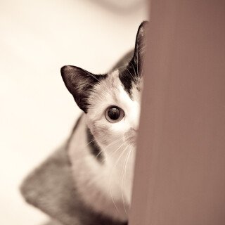 cats2_1339