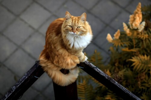 cats2 1341