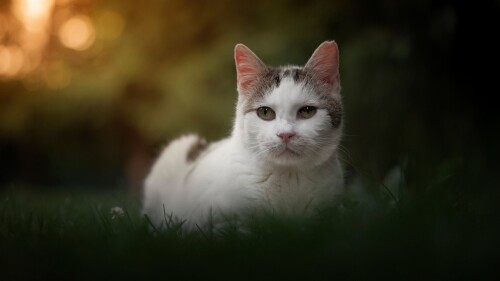 cats2 1342