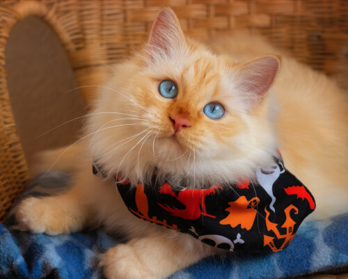 cats2_1343.jpg