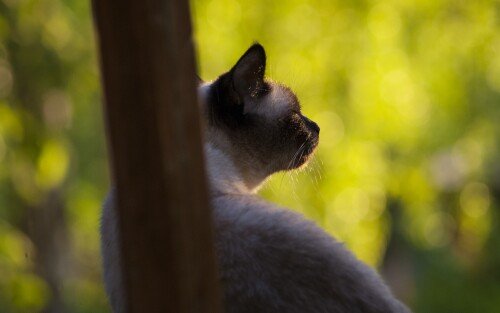 cats2 1345