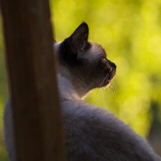 cats2_1345