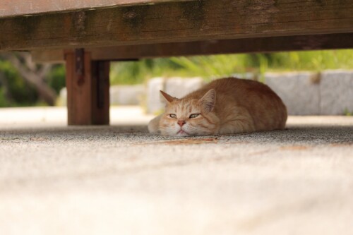 cats2 1349