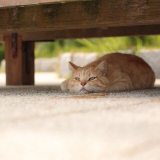 cats2_1349