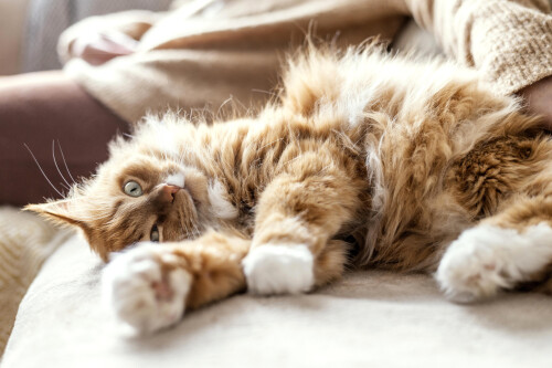 cats2 1350