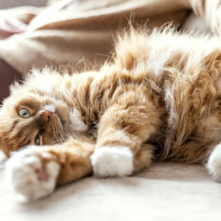 cats2_1350