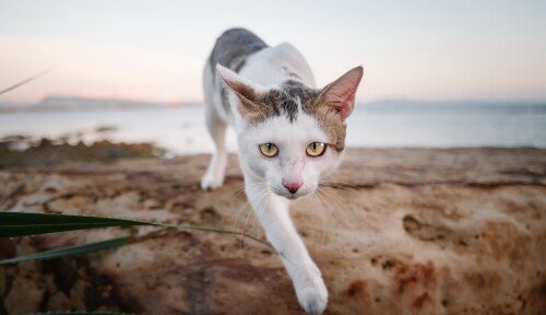cats2 1351