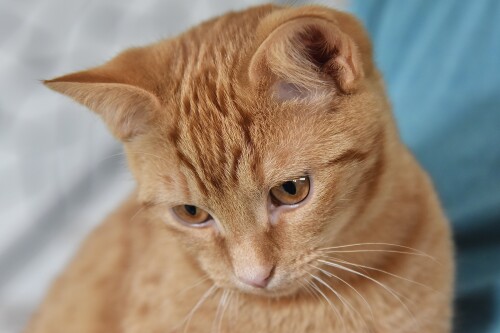 cats2 1356