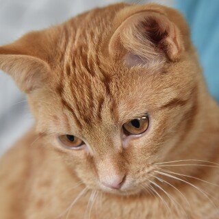cats2_1356