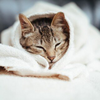 cats2_1357