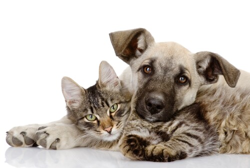 cats2 1358