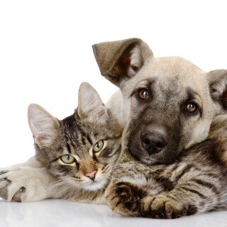 cats2_1358