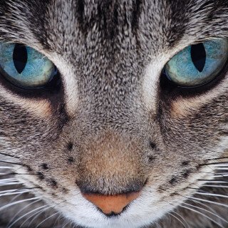 cats2_1360