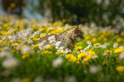 cats2 1362