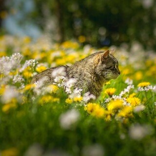 cats2_1362