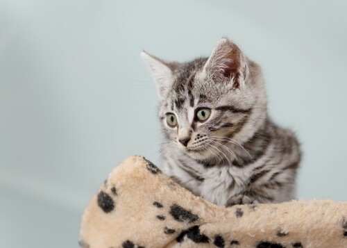 cats2 1365