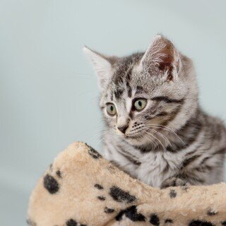 cats2_1365