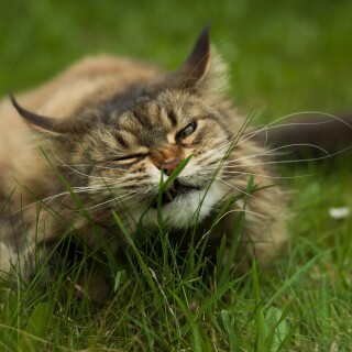 cats2_1367