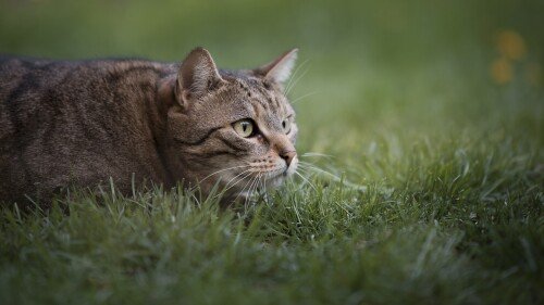 cats2 1368