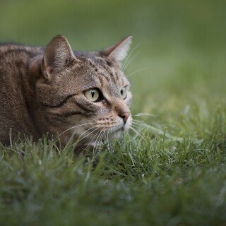 cats2_1368