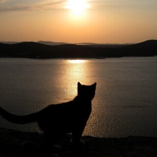 cats2_1370