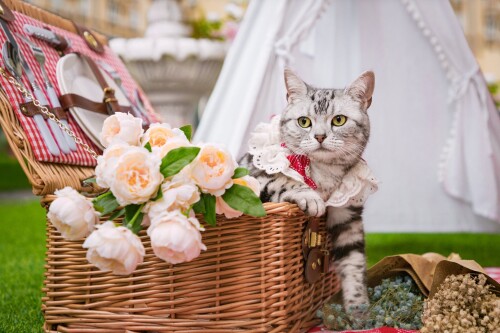 cats2 1371