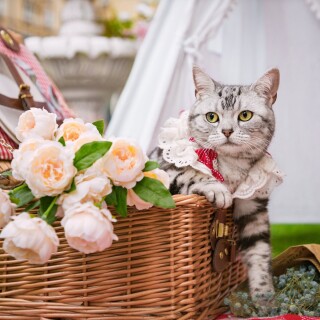 cats2_1371