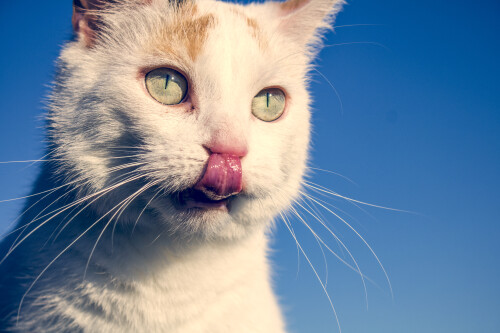 cats2 1372