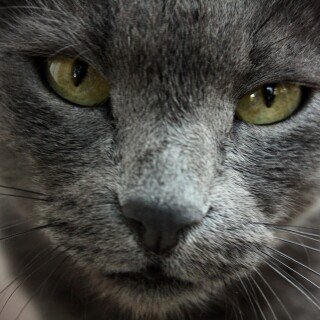 cats2_1373