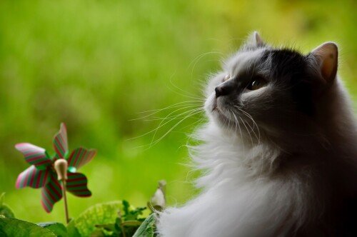 cats2 1374