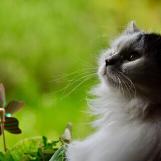 cats2_1374