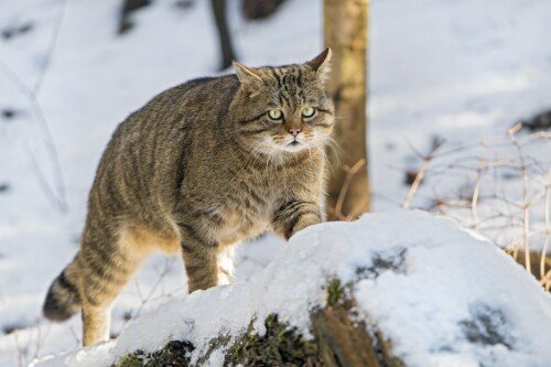 cats2 1375